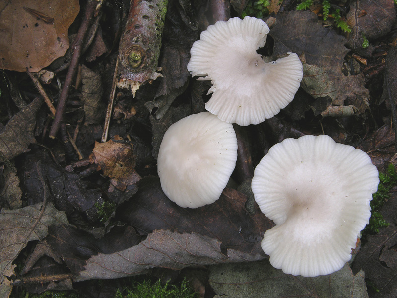 Marasmius wynnei